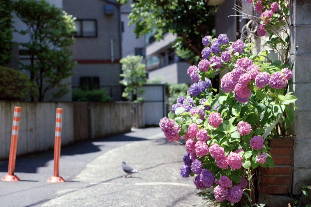 紫陽花と路地