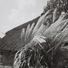 茅葺き屋根とススキ・2-1(film)