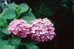 上野公園の紫陽花2