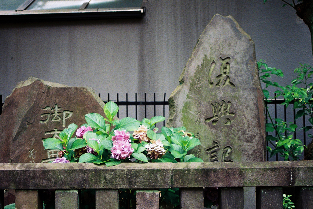 紫陽花