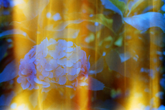 MARIX400D・No.01/25cut「紫陽花」