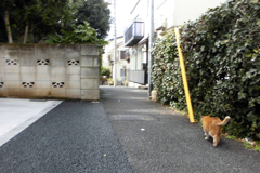 雑司が谷・猫ちゃんに誘われて②・4-1