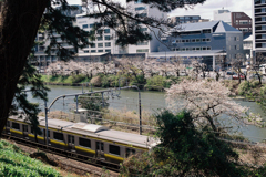 桜並木に良く似合う電車１