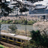 桜並木に良く似合う電車１