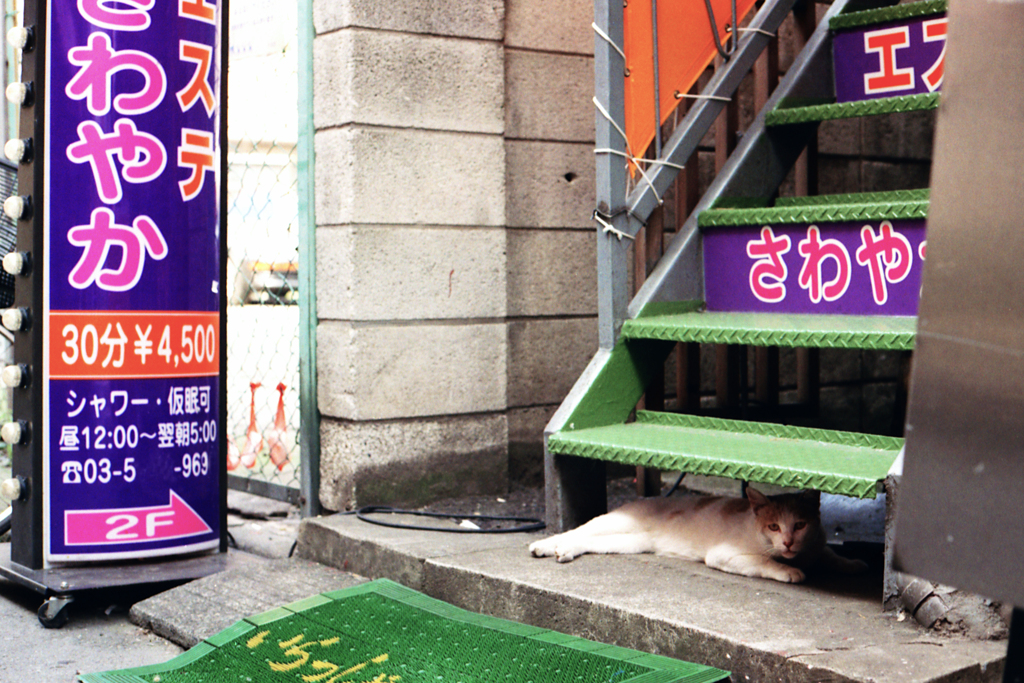 いらっしゃ〜い(過去写真)