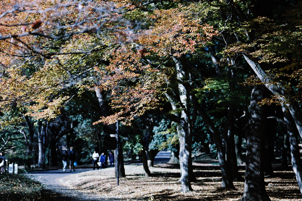 紅葉