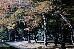 紅葉