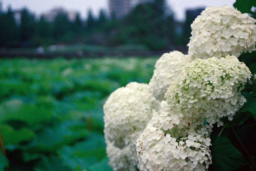 上野公園の紫陽花4