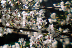 桜・自作ルーペレンズ2025年最終版(B)