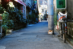 荒木町の路地にて(過去写真)