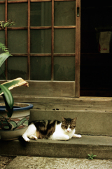 蓬莱湯の猫(過去写真)①
