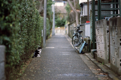 猫45・久しぶりの猫ちゃん4-1