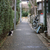 猫45・久しぶりの猫ちゃん4-1