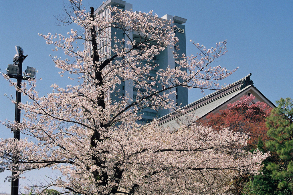 桜とビル