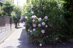 路地に咲く紫陽花