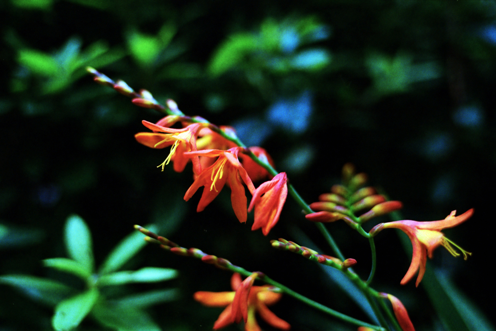 何の花だか解らずに..