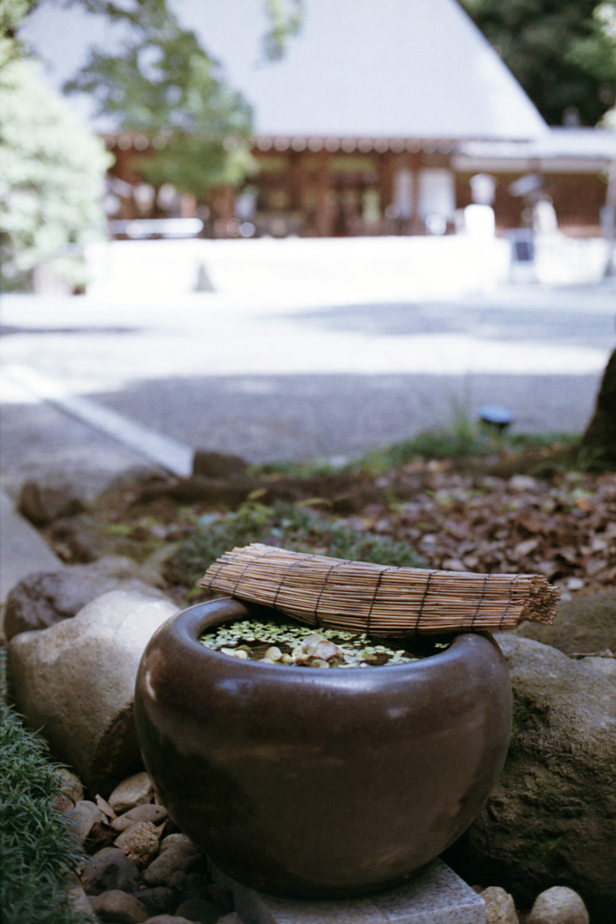 乃木神社・浮き草の鉢