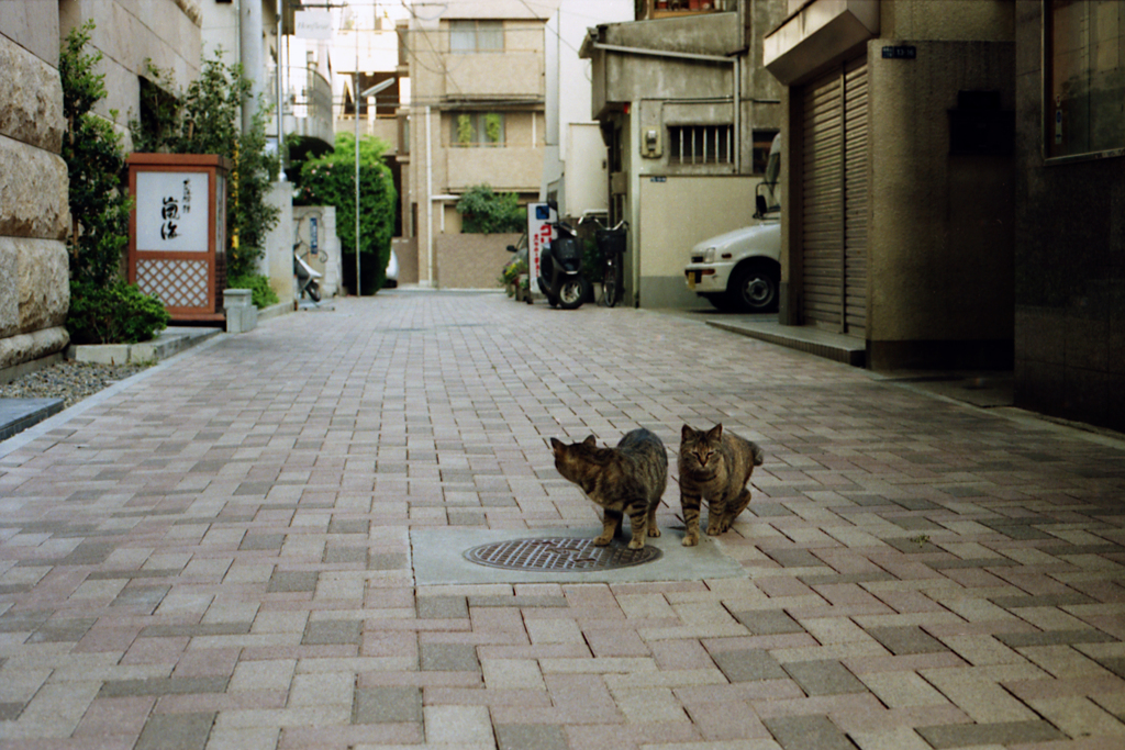 撮影場所を忘れて(過去写真)
