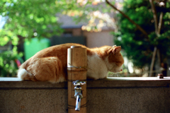 猫02・眠たくてどうもすみません