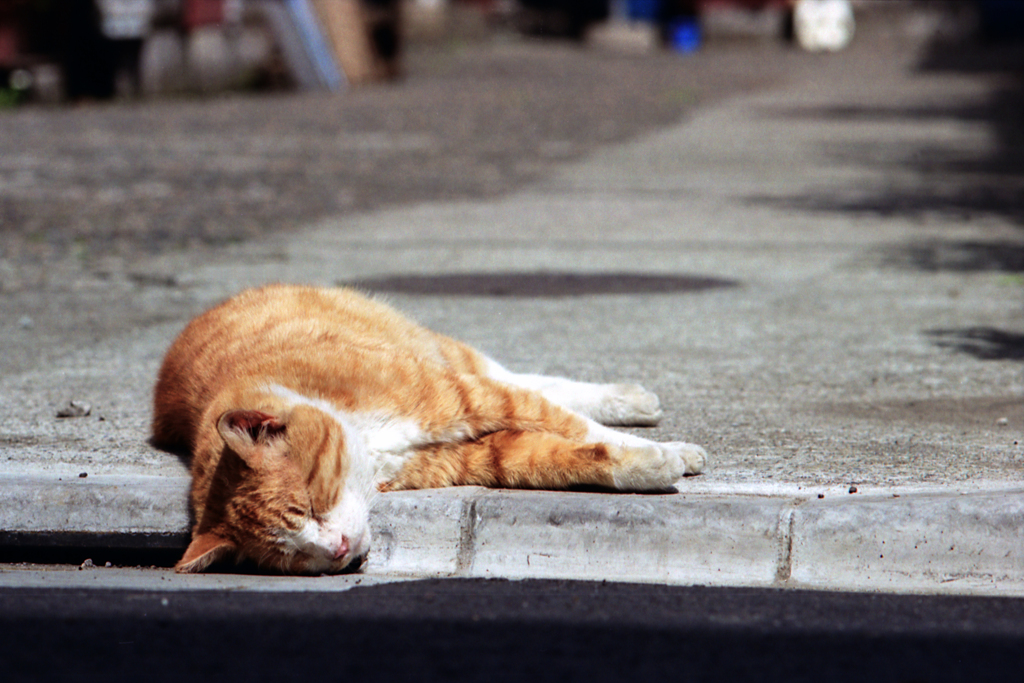猫・臭わない？そこ、排水溝ですよ