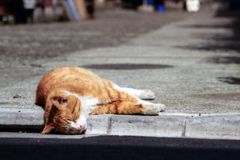 猫・臭わない？そこ、排水溝ですよ