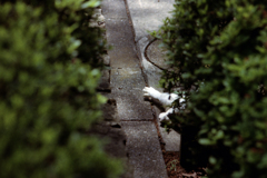 猫58・誰も起こしてはならぬ