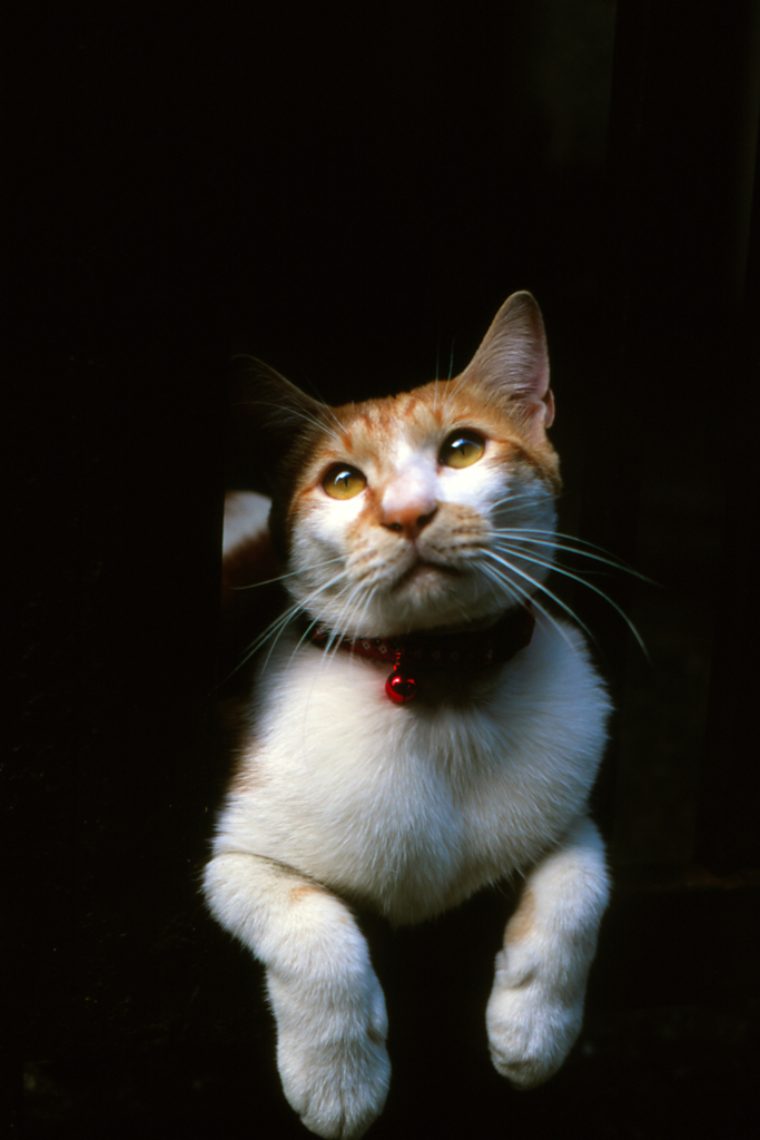 猫19-2・Velvia50で撮った