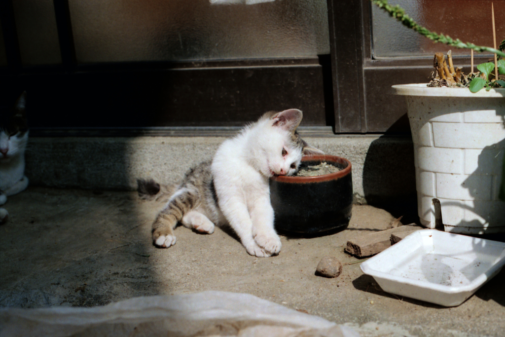 猫25・母猫立ち会い