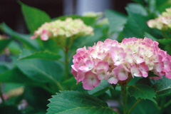 近所の紫陽花