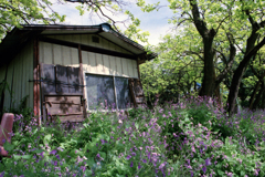 黒川谷戸4-1・小屋の風景