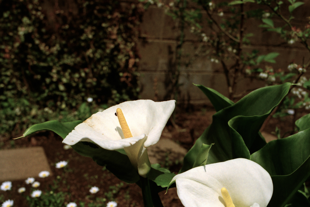 アルム・小虫添え