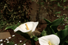 アルム・小虫添え