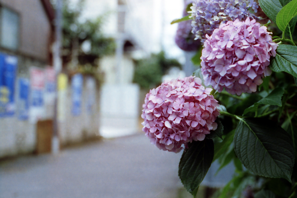 MARIX400D・No.12/25cut「紫陽花」