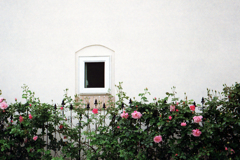 窓と薔薇