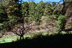 山道へ