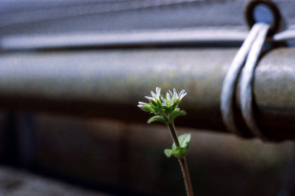 休憩写真-名も知らない花-