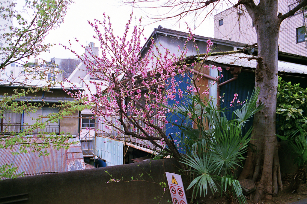 全滅した街⑦・4-1