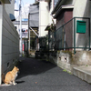 雑司が谷・猫ちゃんに誘われて②・4-3