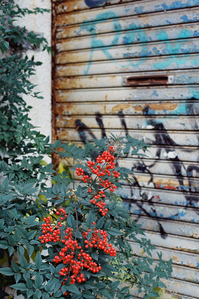 それでも南天は実をつける