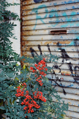 それでも南天は実をつける