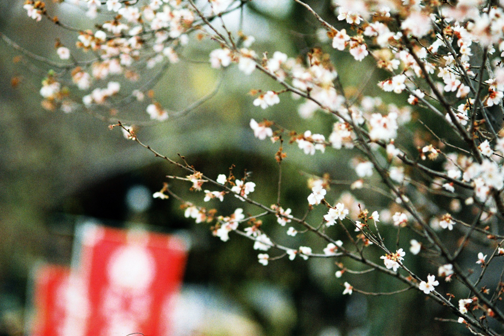 春告花