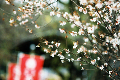 春告花