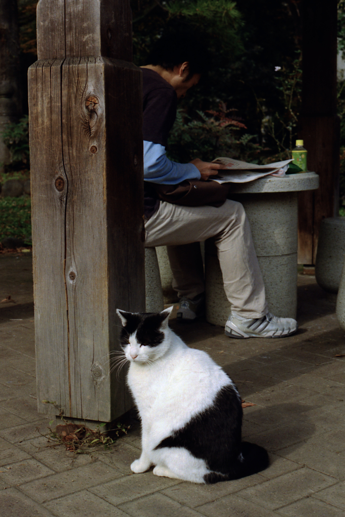 日比谷公園に猫のいた頃(過去写真)