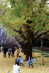 銀杏並木(過去写真)