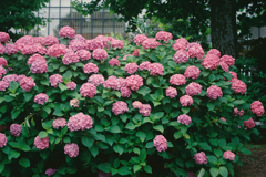 紫陽花