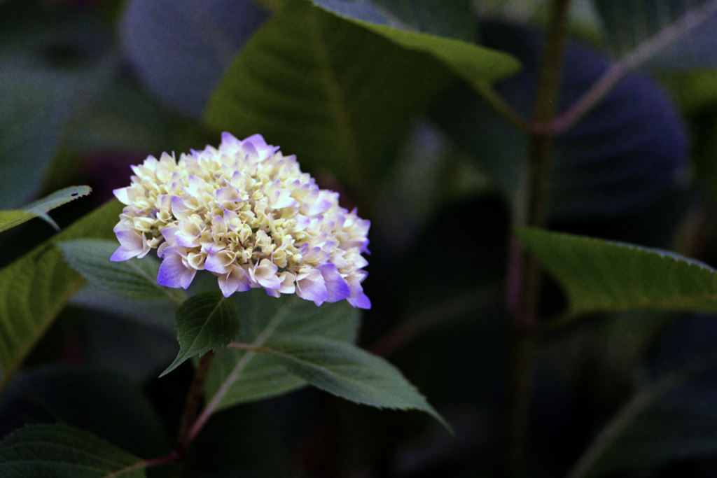 紫陽花