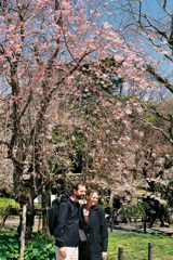 枝垂れ桜