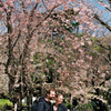枝垂れ桜