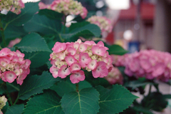 近所の紫陽花4