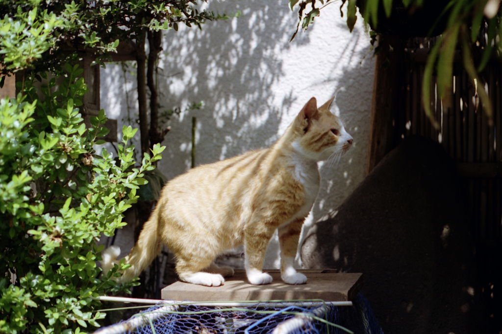 さわやかな光の中で(過去写真)